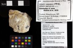 Foto (Objket + Etiketten) von Galatheites sp. 